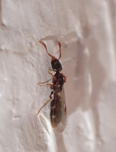 Réf. 296 995 : Ponera sp.